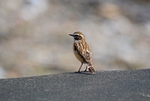 Whinchat