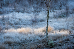 Frensham portfolio
