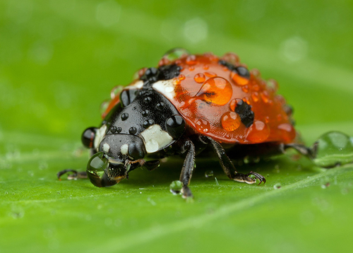 Coleoptera (Beetles)