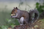 Squirrel 2