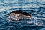 Whale Sunrise 5