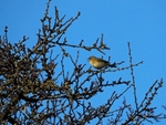 Chiffchaff