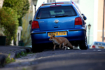 Urban fox in a Bristol street