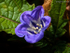 Apple-of-Peru (01)