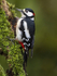 GS WOODPECKER (Chap) REF WOOD 14