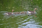 Greylag Geese and goslings