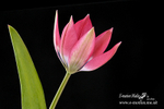 070420 -0298a