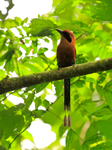 Rufous Motmot portfolio