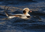 Long-tailed Duck