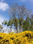 Gorse near The Rock