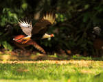 Crested Caracara takes off, Bosque del Cabo, Costa Rica