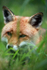 Red fox _ AN 0040