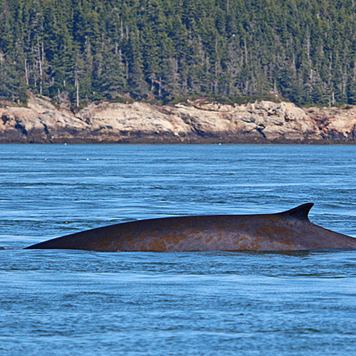The second largest animal on the planet. Only the Blue Whale is larger then the Fin or Finback Whale.