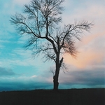 TheTree2007Layer900092