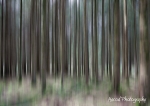 Galloway Forest