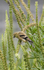 American Goldfinch female eating seeds