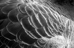 Photograpth of Feathers in Black and White