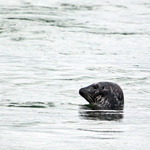 Grey Seal