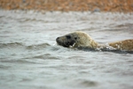 Common Seal