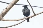 White-fronted Black Chat