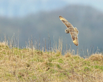 Short-eared Owl flying, Hawling, Gloucestershire
