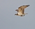 Osprey with fish