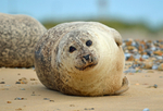 Common Seal