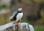 Puffin