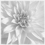 Dahlia #1