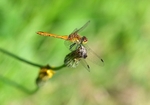 Ruddy Darter