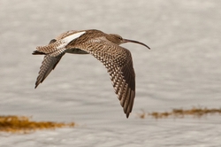 Curlew in flight
