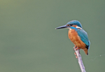Kingfisher - Alcedo atthis