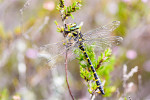Male Golden-Ringed dragonfly