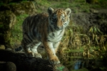 Amur Tiger Cub - RLP_1741-108