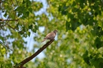 Collared Dove