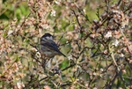 Blackcap