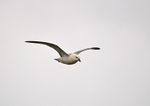 Fulmar