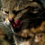Scottish Wildcat