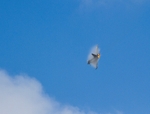 RIAT2014 641