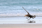 Southern Giant Petrel landing on beach, Volunteer Point, Falklands