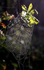 Spider's Web, Redhill Common