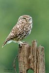 Little Owl