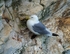 Kittiwake