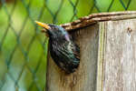 Starling Sturnus vulgaris-7964