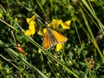 Small Skipper