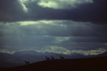 Red Deer