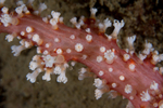 Alcyonium glomeratum