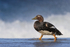 Falkland Steamerduck (female) passing wave, Sea Lion Island