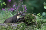 Pine Marten
