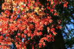 Westonbirt _WB009